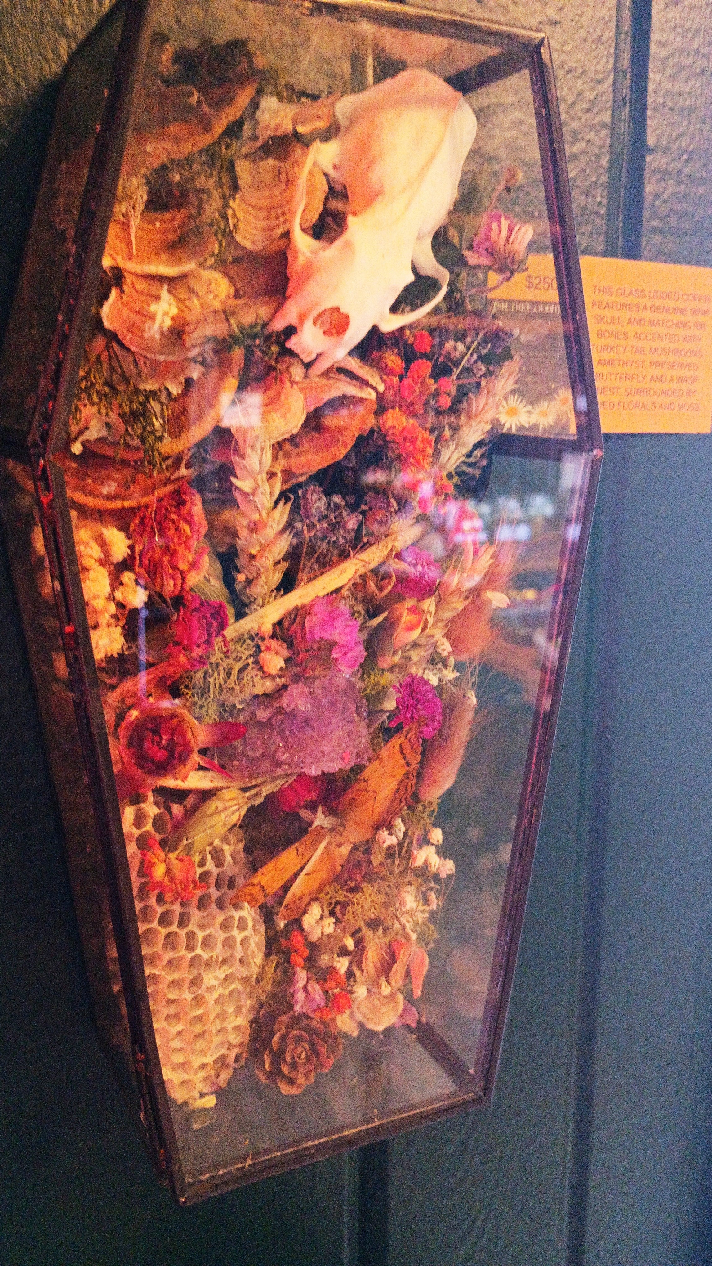 Glass Lid Coffin